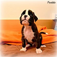 4,5 weeks